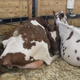 Illustration for article titled Cows at the Fair - Im Famous and Exhausted